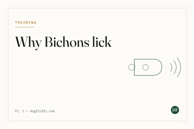 Why Does My Bichon Lick So Much?